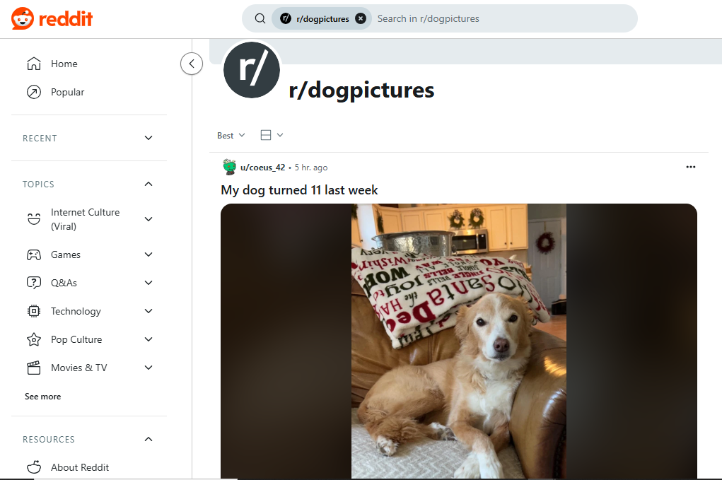r/dogpictures is one of the best subreddits.